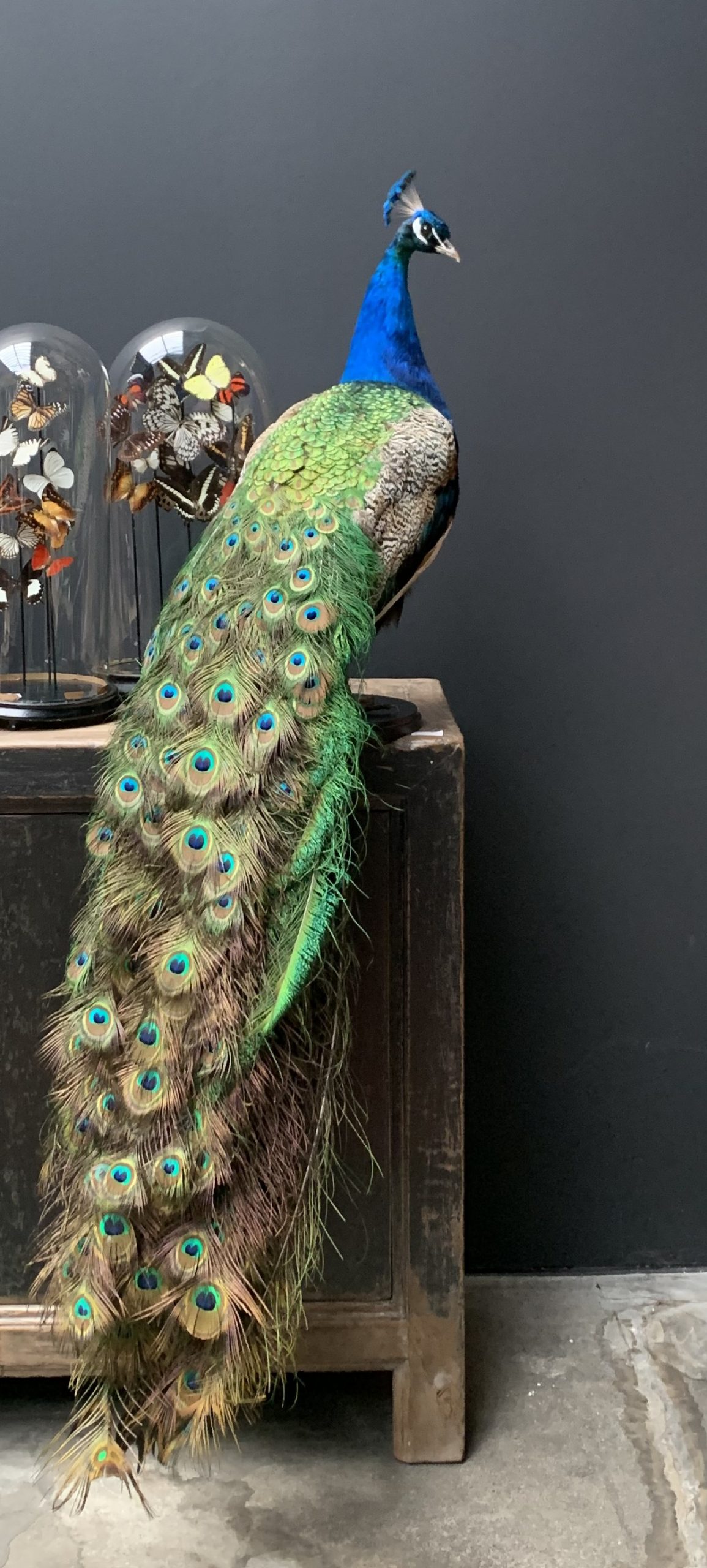 Stuffed peacock for sale 2025