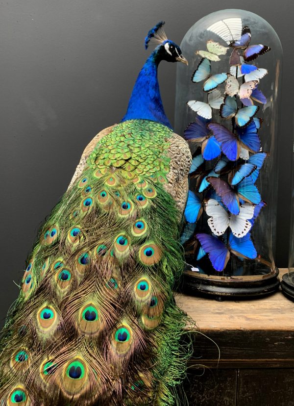 Taxidermy peacock