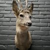 Recently made taxidermy roebuck