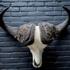 Huge skull of Cape buffalo