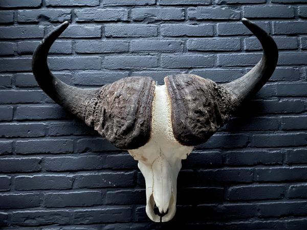 Huge skull of Cape buffalo