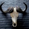 Huge skull of Cape buffalo