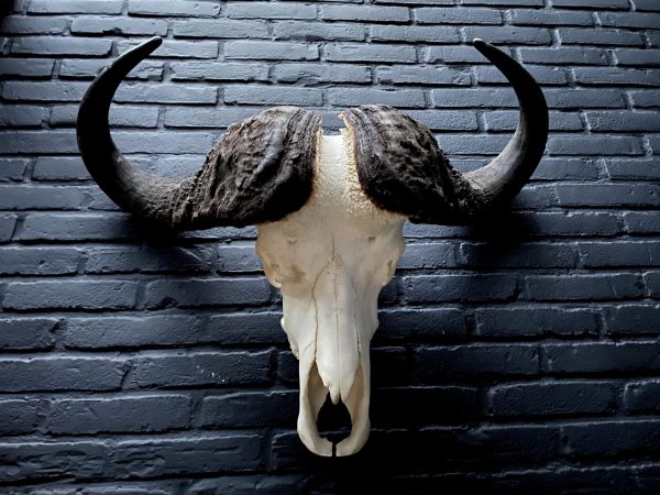 Huge skull of Cape buffalo