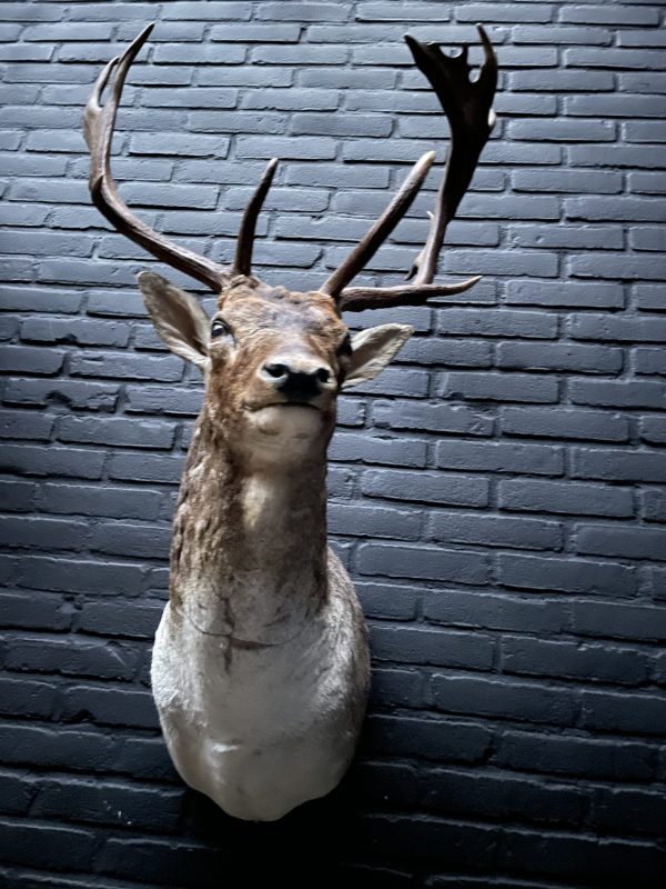 Stuffed head of a fallow deer. Stag head