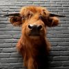 Mounted head of a Scottish highlander calf