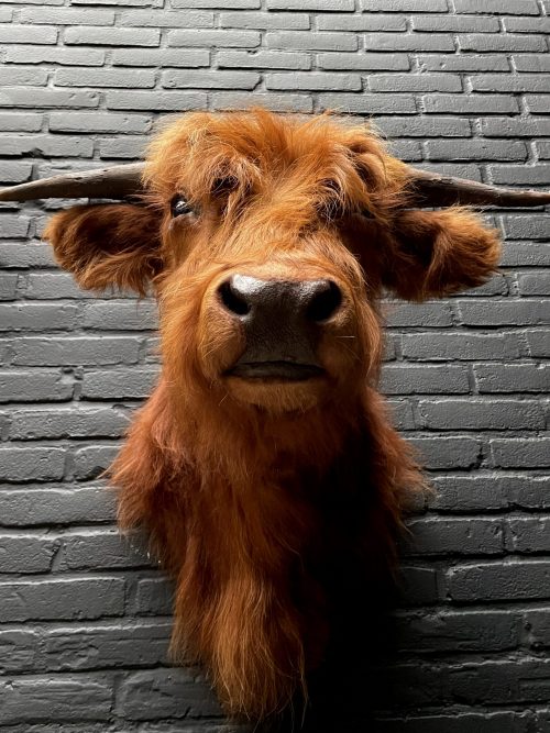 Mounted head of a Scottish highlander calf