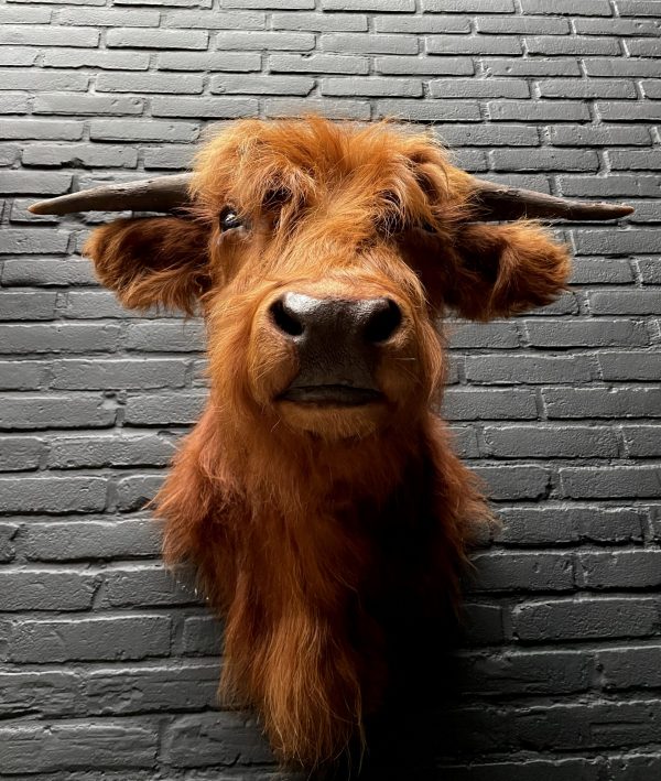 Mounted head of a Scottish highlander calf