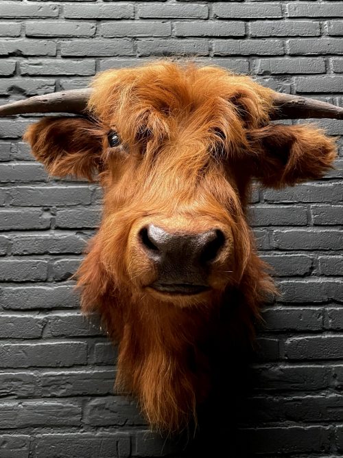 Mounted head of a Scottish highlander calf