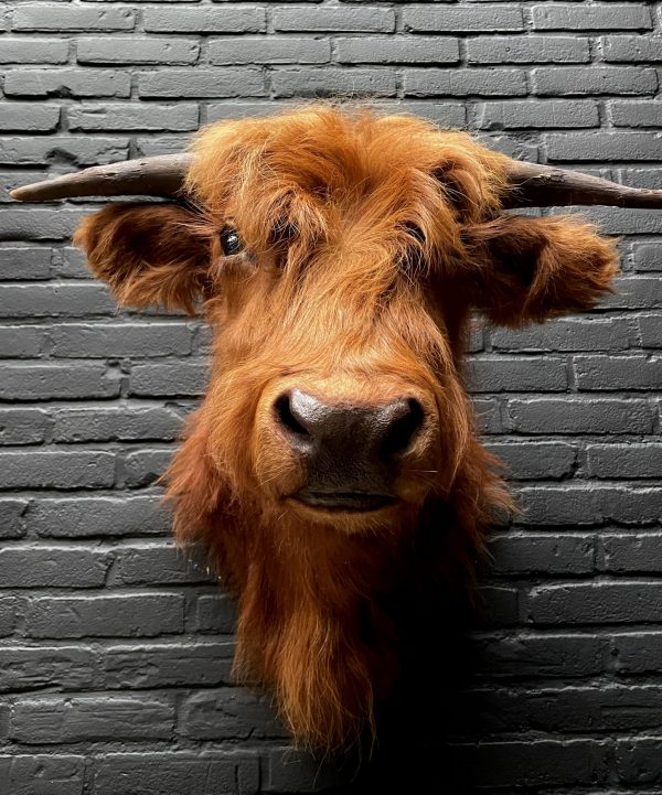 Mounted head of a Scottish highlander calf