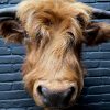 Mounted head of a Scottish highlander calf