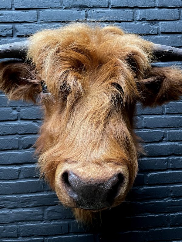 Mounted head of a Scottish Highlander