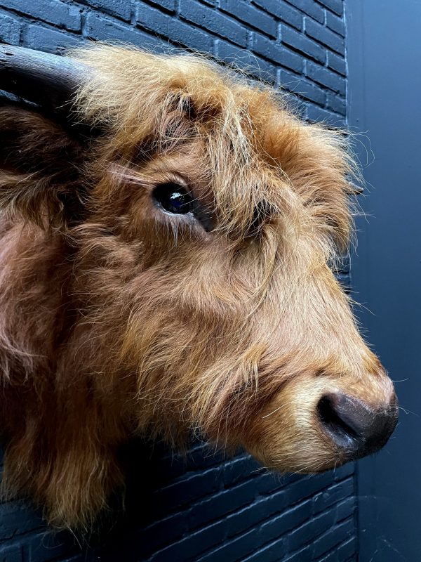 Mounted head of a Scottish Highlander