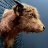 Mounted head of a Scottish highlander calf