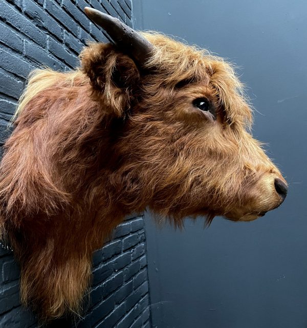 Mounted head of a Scottish highlander calf