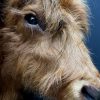 Mounted head of a Scottish highlander calf