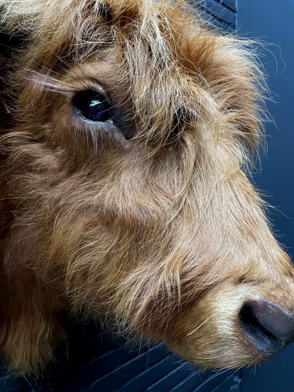 Mounted head of a Scottish highlander calf