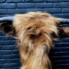 Mounted head of a Scottish highlander calf