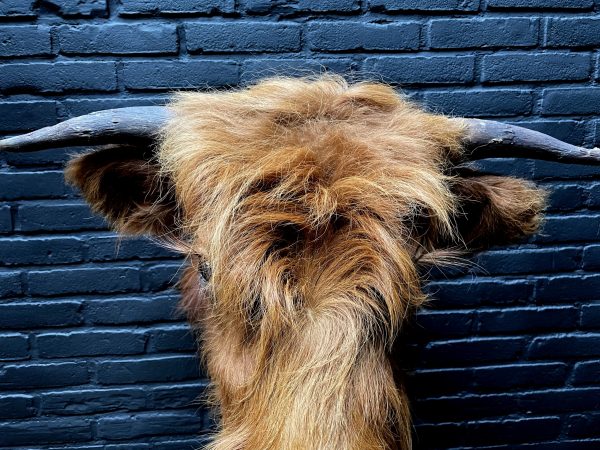 Mounted head of a Scottish Highlander