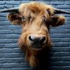 Mounted head of a Scottish highlander calf