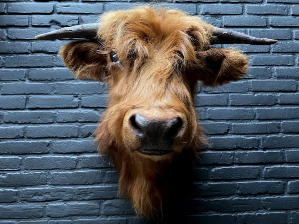 Mounted head of a Scottish highlander calf