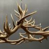 Round antler chandelier of red deer antlers