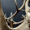 Round antler chandelier of red deer antlers