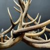 Round antler chandelier of red deer antlers