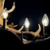 Antler lamp fallow deer