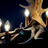 Antler lamp fallow deer