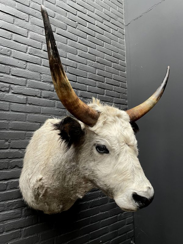 Mounted head of a Hungarian bull
