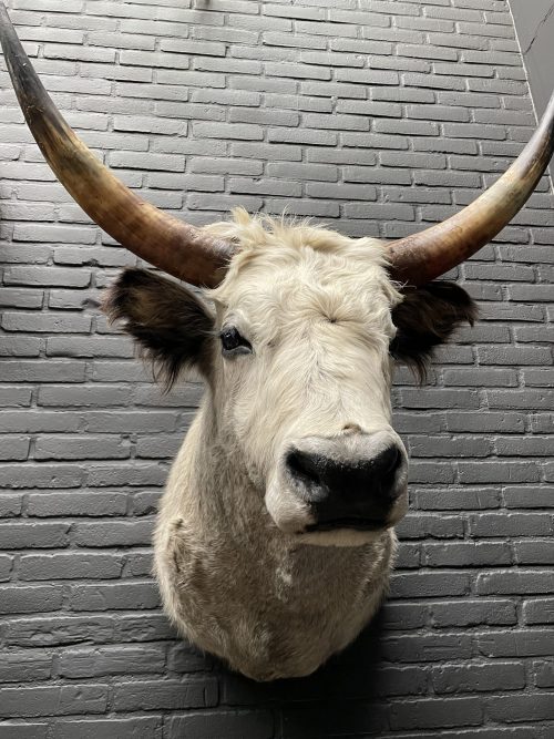 Mounted head of a Hungarian bull