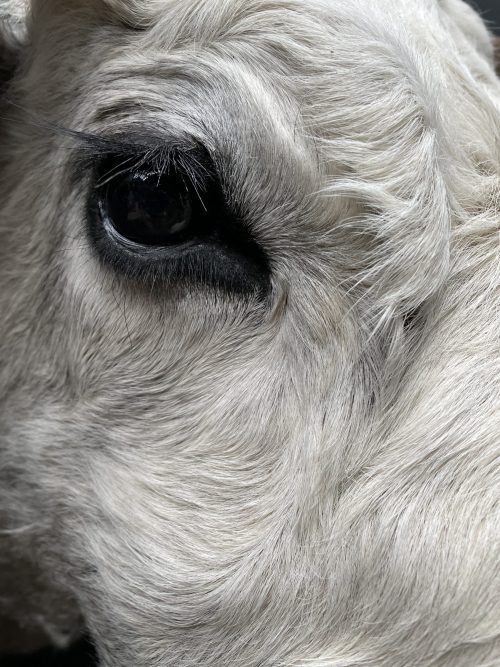 Mounted head of a Hungarian bull