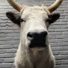 Taxidermy head of a large Hungarian bull