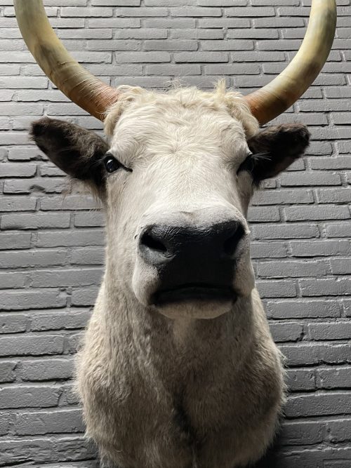 Mounted head of a Hungarian bull