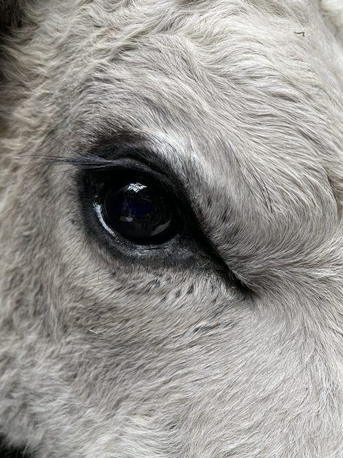 Mounted head of a Hungarian bull