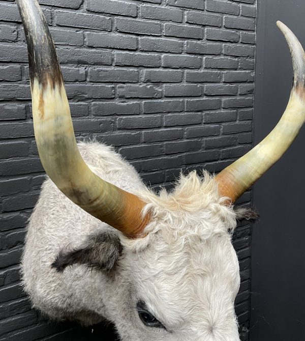 Mounted head of a Hungarian bull