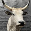 Taxidermy head of a large Hungarian bull