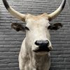 Taxidermy head of a large Hungarian bull