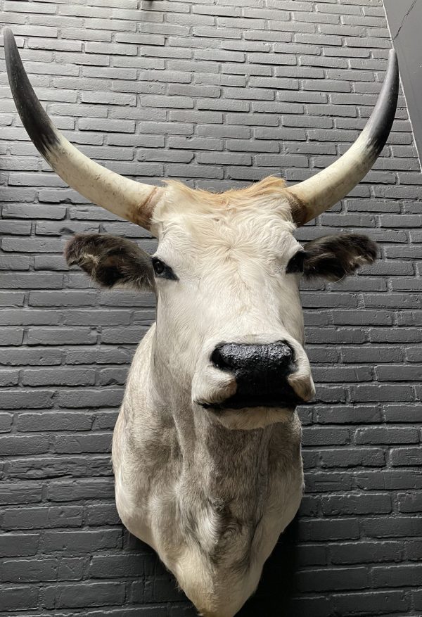 Taxidermy head of a large Hungarian bull