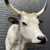 Taxidermy head of a large Hungarian bull