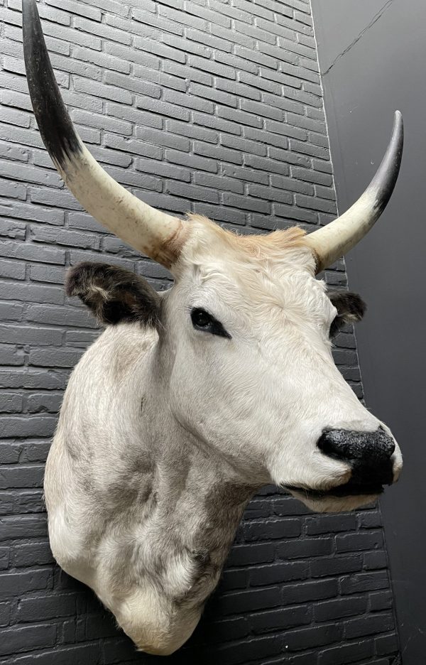 Taxidermy head of a large Hungarian bull