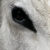 Taxidermy head of a large Hungarian bull