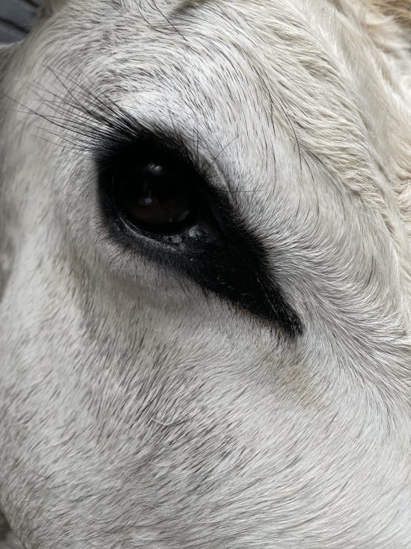 Taxidermy head of a large Hungarian bull