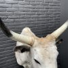 Taxidermy head of a large Hungarian bull