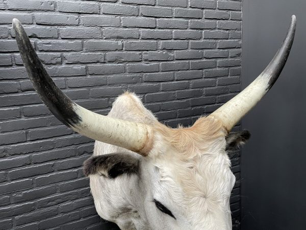 Taxidermy head of a large Hungarian bull