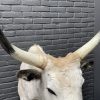 Taxidermy head of a large Hungarian bull