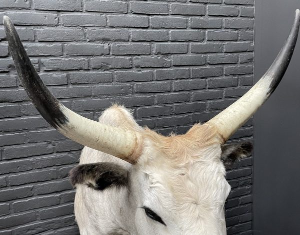 Taxidermy head of a large Hungarian bull