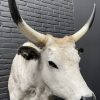 Taxidermy head of a large Hungarian bull