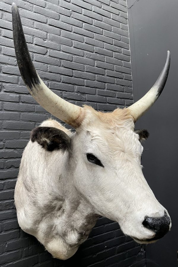 Taxidermy head of a large Hungarian bull