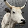 Taxidermy head of a large Hungarian bull